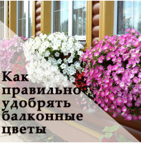 Как правильно удобрять балконные цветы (пиларгонии, сурфинии)